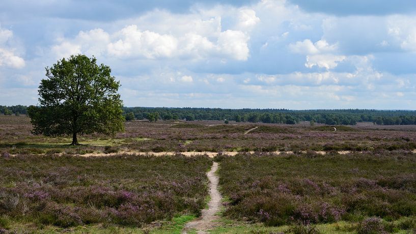 Een uitzicht over de Ermelosche heide van Gerard de Zwaan