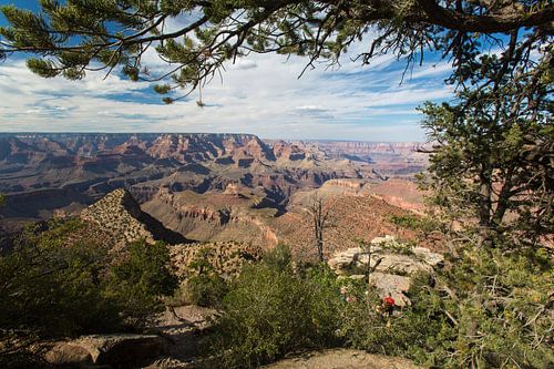Grand Canyon ingelijst door bomenspel