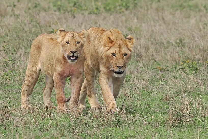 Broers en zussen van Wiltrud Schwantz