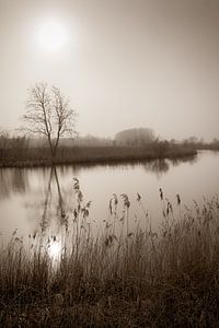 Mistig Natuurreservaat , Vlaanderen, België