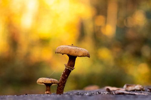 Paddenstoelen in de herfst