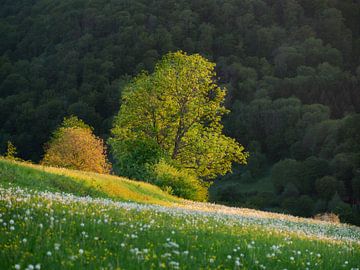 Sunset on the spring meadow by Max Schiefele