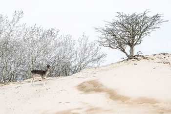 Kleine Rehe in den Dünen der Amsterdamer Wasserversorgung in Hey-key