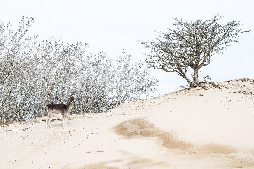 Hertje in de Amsterdamse Waterleidingduinen in Hey-key van Marian Smeets