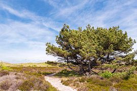 Walk through the dunes of Schoorl by Evelien Oerlemans