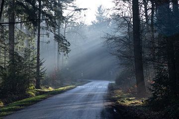 Betoverend Boekelo: Romantiek in het Mistige Bos van Remco Ditmar