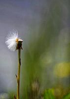 Fluff