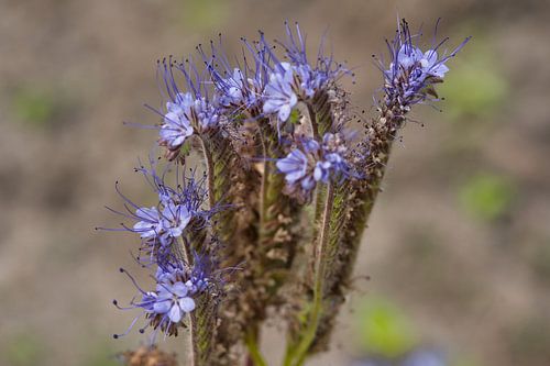 Phcacelia : les fleurs sauvages couleur lavande