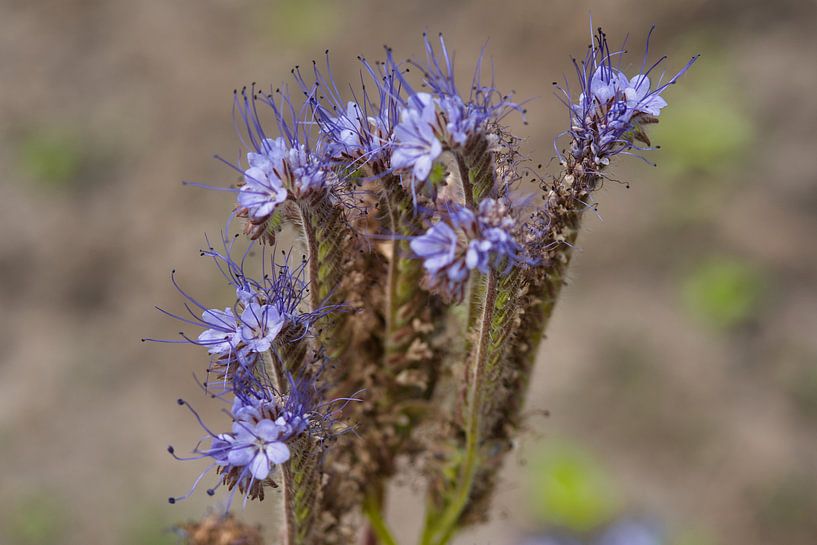 Phcacelia : les fleurs sauvages couleur lavande par Jolanda de Jong-Jansen