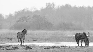 Exmoor-Ponys auf der Wiese 10. von Marcel Kieffer