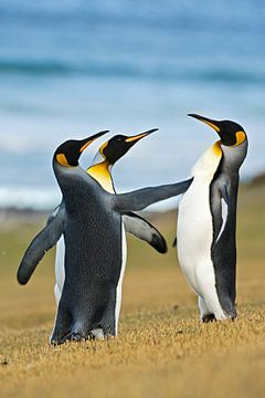 Drei Königspinguine (Aptenodytes patagonicus) an der Küste, Falklandinseln