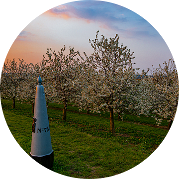 prachtige zonsondergang met warme kleuren tussen de bloeiende fruitbomen in Maastricht op de grens v