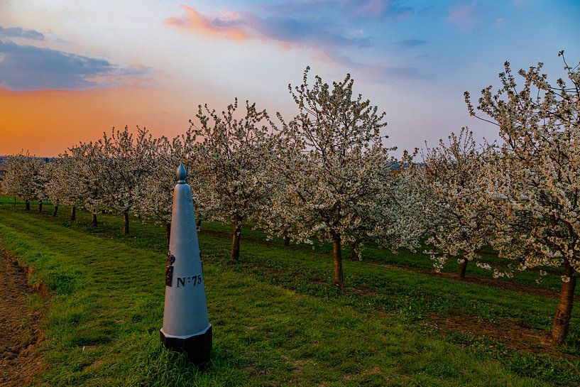 beautiful sunset with warm colors between the flowering fruit trees in Maastricht on the border of t by Kim Willems