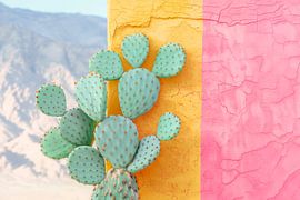 Cactus Pastel II sur Philippe HUGONNARD