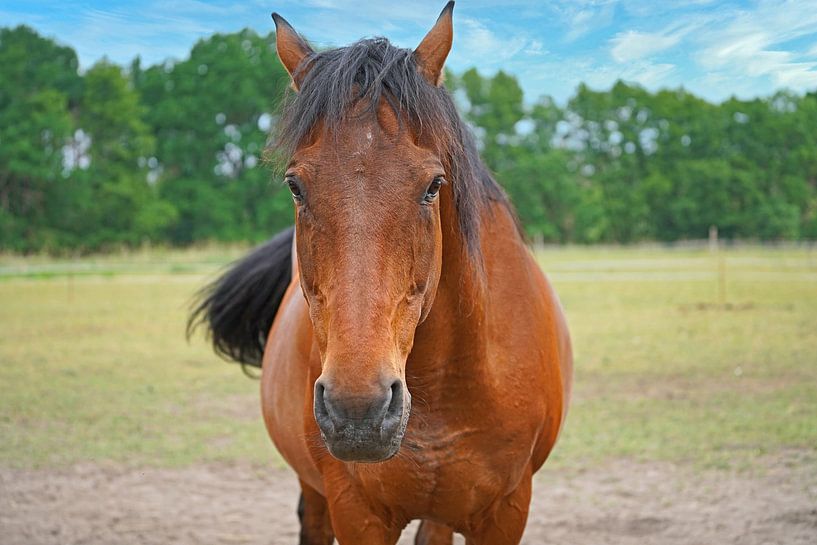 Trakehner Feldmeyer auf der Weide von Babetts Bildergalerie