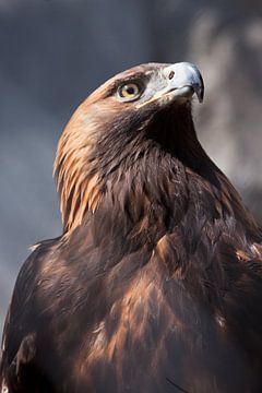 Vrolijke en gevaarlijke adelaar gouden adelaar dicht omhoog volledig gezicht, bruin veder zonlicht van Michael Semenov