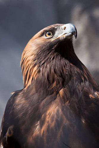 Vrolijke en gevaarlijke adelaar gouden adelaar dicht omhoog volledig gezicht, bruin veder zonlicht