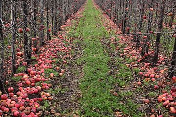 Rood groen van Herman Peters