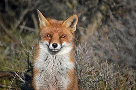 A fox in the Amsterdam Water Supply Dunes
