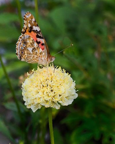 Parelmoervlinder op solitaire gele bloem