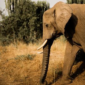 Olifant in Oeganda, Afrika van Laurien Blom