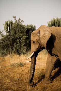 Elephant during a safari in Uganda by Laurien Blom