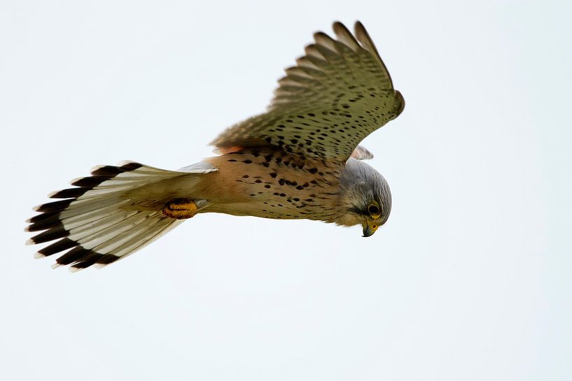 Turmfalke von Menno Schaefer