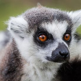 The ring-tailed lemur sur Maarten Baars