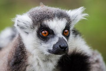 The ring-tailed lemur by Maarten Baars