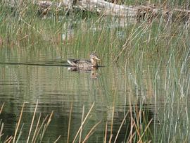 Eend zoekt verkoeling op een zomermiddag van Jamie natuurfotografie