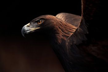 Golden Eagle portrait