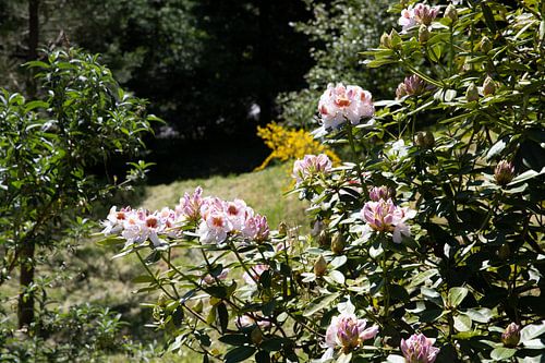 Flowering Rhododendron with red orange blossom