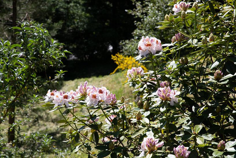 Flowering Rhododendron with red orange blossom by Alexander Wolff