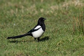 Magpie