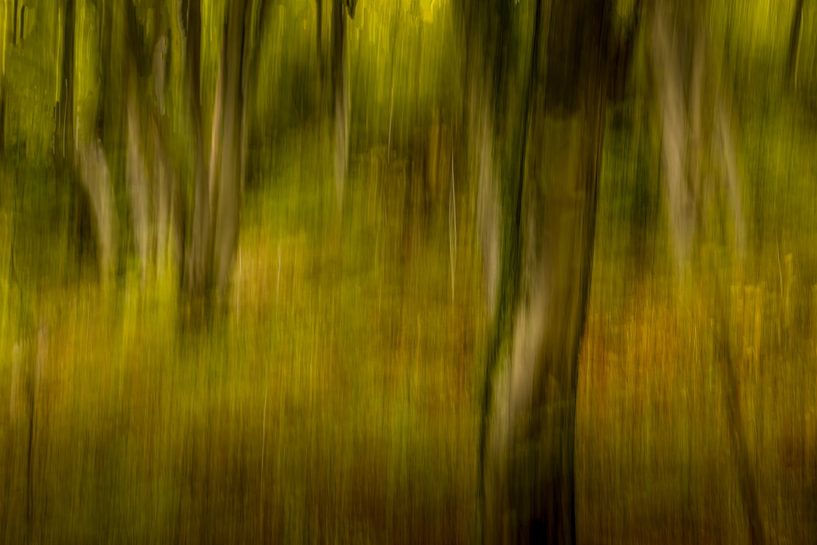"Tanz der Buche" von Anneke Hooijer