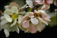 Blüten - Quittenblüte von Christine Nöhmeier Miniaturansicht