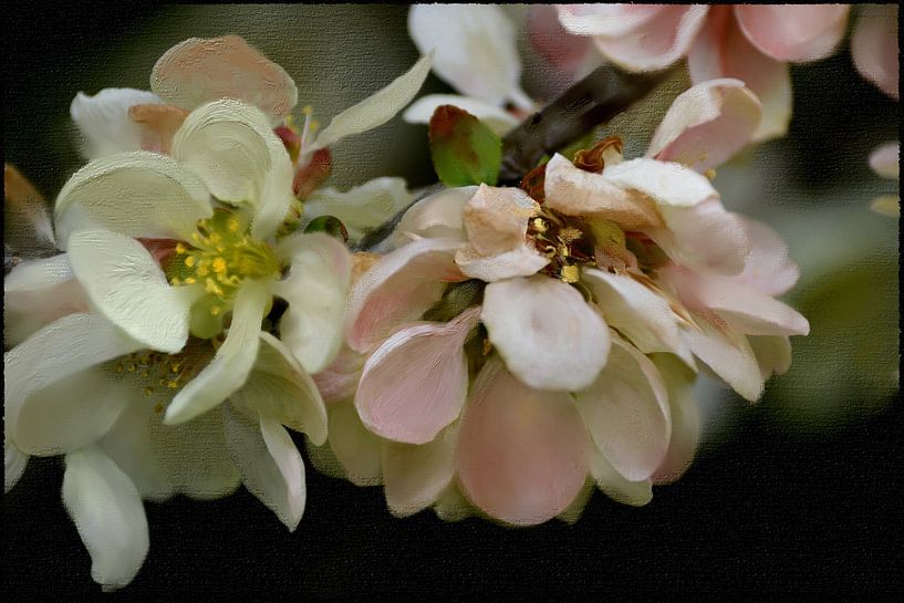 Blüten - Quittenblüte von Christine Nöhmeier