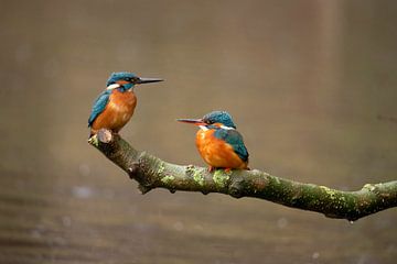 Kingfisher couple by Gert Hilbink