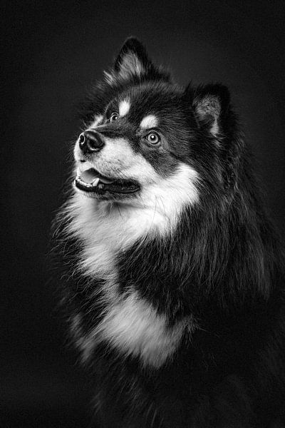 Fine Art Porträt eines Finnischer Lapphund in schwarz-weiß 3/3 von Lotte van Alderen