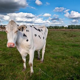 Koe in weiland met mooie wolkenluchten van Ron Van der Wal