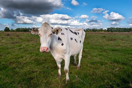 Cow in pasture with beautiful cloud cover