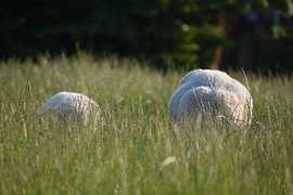balls of wool by Erik Buitenhuis