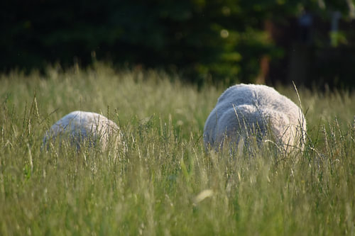 Bolletjes wol