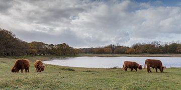 Schotse Hooglanders van Menno Schaefer