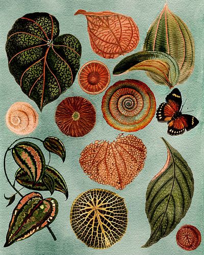  Terracotta Blues Botanical