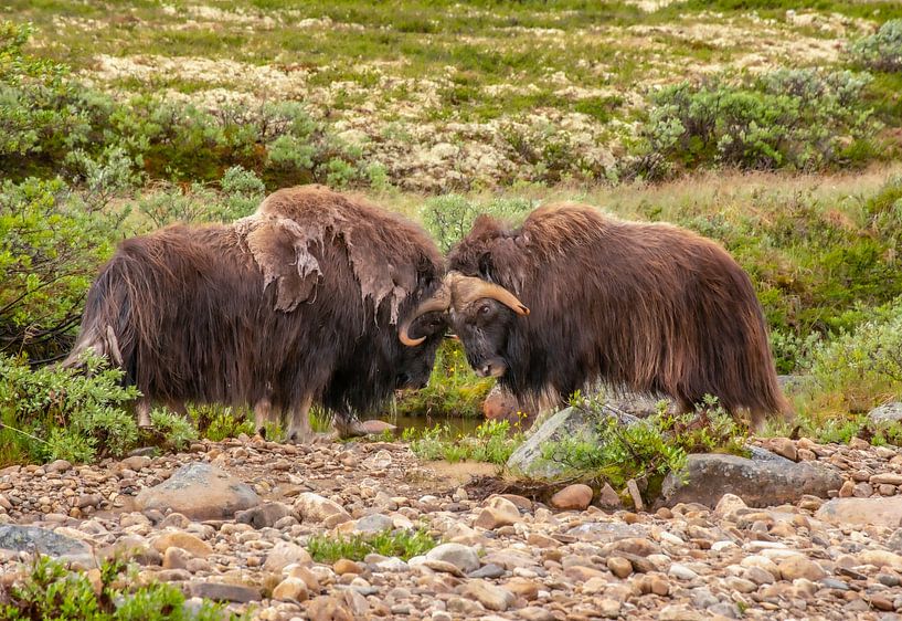 Moschusochse von Harry Punter