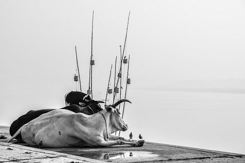 Heilige koeien in India