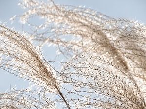 Schilf vor blauem Himmel