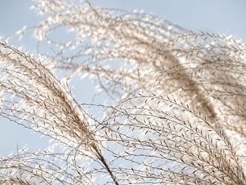 Riet tegen een blauwe lucht van Liv Jongman