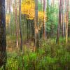 Bosimpressie van Willem Laros | Reis- en landschapsfotografie